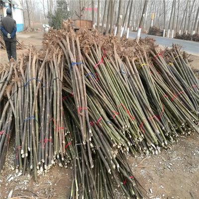 足章苗木种植基地 专业苗木种植与生态发展之路