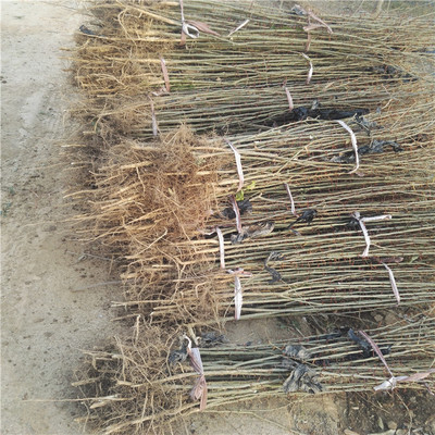 皂角树苗木种植技术与栽培管理全攻略