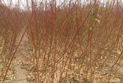 邹城市辉煌苗木种植专业合作社 打造苗木产业新标杆