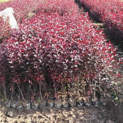 紫叶矮樱 容器苗种植、挖苗配送全流程解析