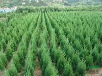 滁州张松苗木基地 打造绿色生态产业链，助力苗木种植新发展