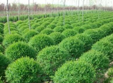 苗木绿化公司起名大全 绿意盎然，名扬四海