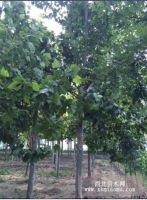 国槐、白蜡、合欢、法桐 山东郓城苗木种植推广基地的优势产品