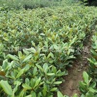 走进宿迁沭阳香之缘绿化园艺 苗木种植的艺术与产业实践