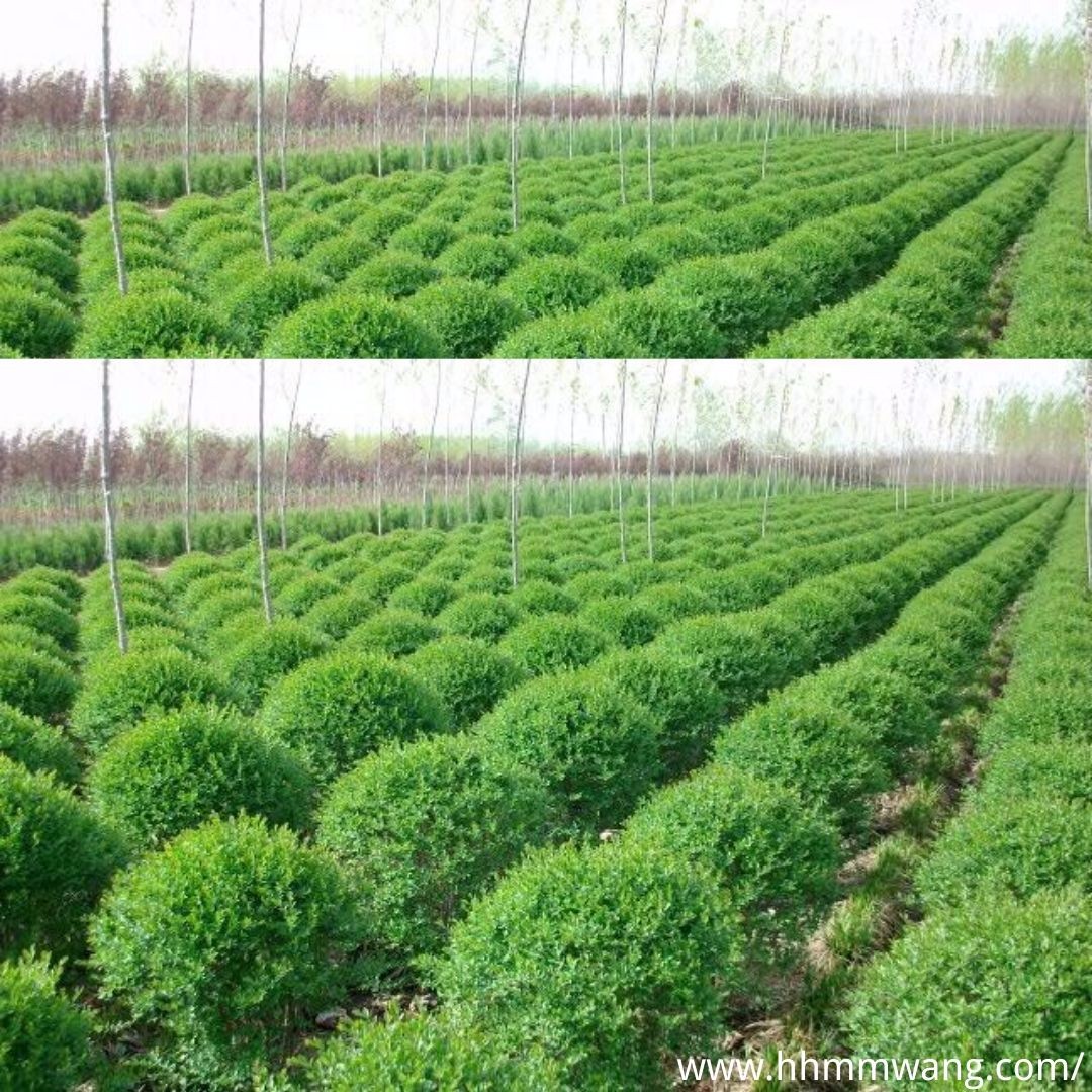 绿化苗木人工培育 形态特征与标准化种植的现代实践