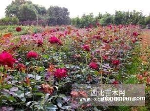 探寻湖南绿化之源 地被小苗、灌木小苗与柏加苗木基地揭秘