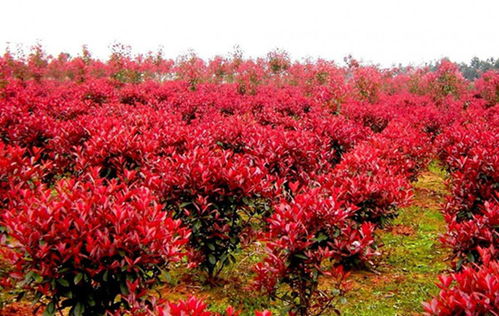 苗木栽植深度多少合适？科学种植指南助你打造健康园林