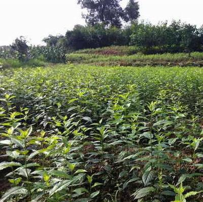 渝逸苗木种植场 高品质杜仲苗，助力中药材绿色产业