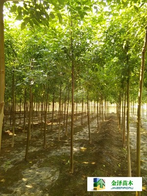 河北保定博野金泽绿化苗木基地 辽宁、山西、山东白蜡苗木的种植与供应优势