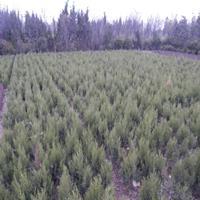 蜀桧与月季的绿意协奏 宿迁苗木基地的种植篇章
