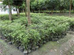 金丝楠绿化工程苗木的种植技术与管理要点