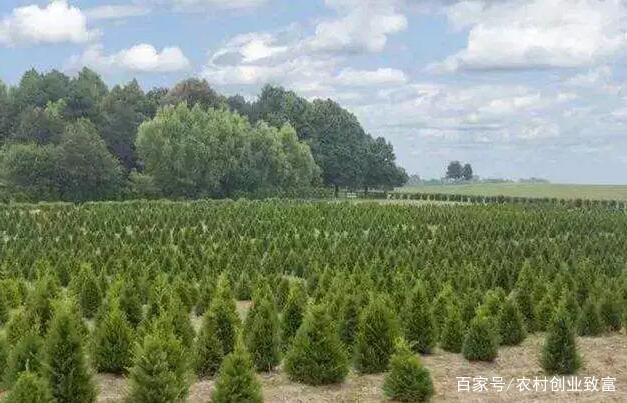 未来几年苗木种植的盈利方向 高价值与生态需求的双重引擎
